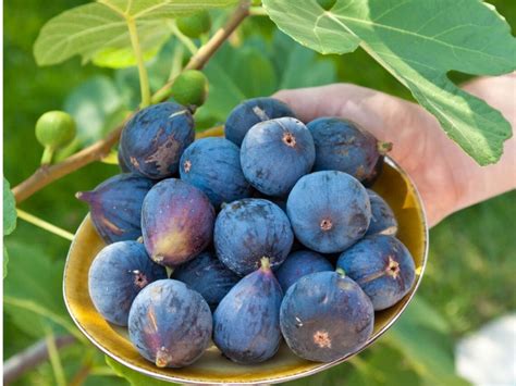Fantastic Fig Tree Varieties To Grow At Home Homestead And Chill