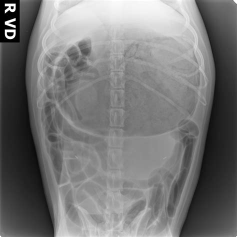 Symptoms of stomach cancer in dogs usually develop gradually over weeks or months, with vomiting being the most common. Symptom Of Stomach Cancer In Dog