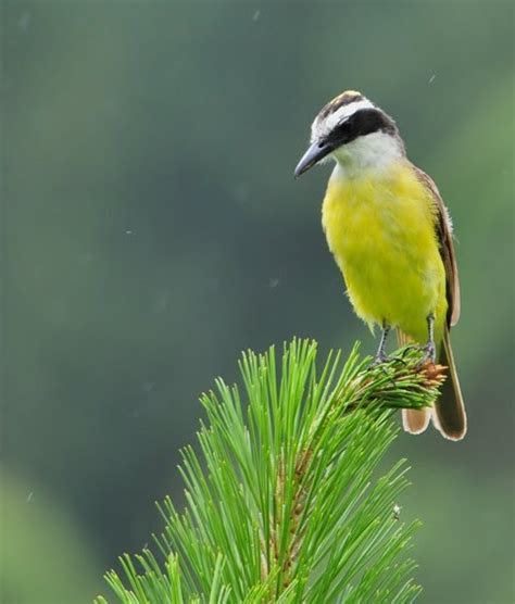 Um tanto quanto improvável, amor cê fica mais bonita quando faz calor e o som da sua voz e o violão são tão pra mim um tanto quanto. Fotos de Natureza: Bem-te-vi