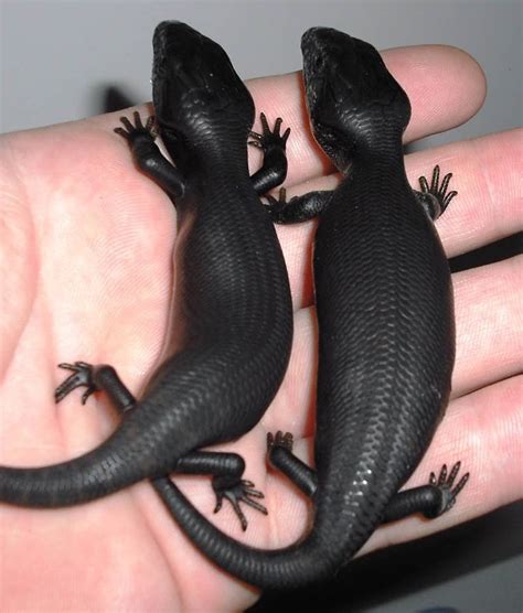 10 Incredible Rare Melanistic Black Animals That Actually Exist