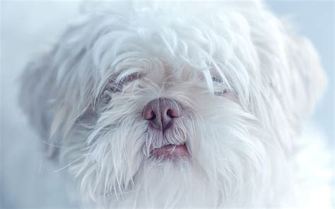 Maltese Dog White Curly Dog Cute Animal Portrait Pets Breeds Of