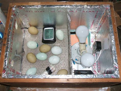Important Points That Ensure Success In Incubation Hatching Diy
