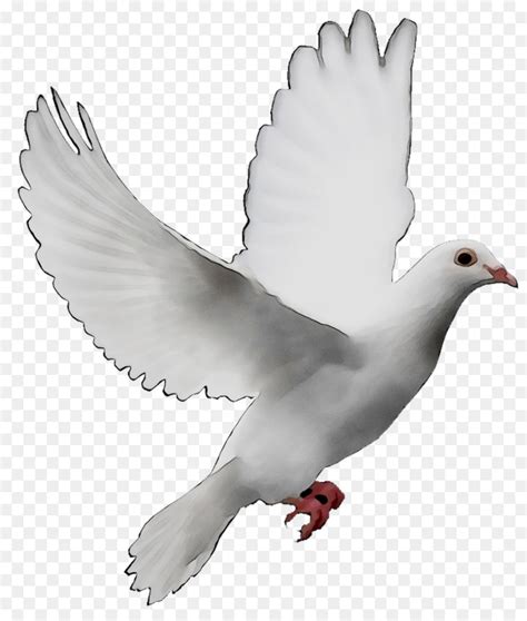 Pigeons And Doves Portable Network Graphics Flight Bird Image Bird
