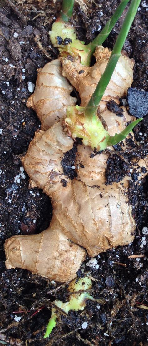 Growing Ginger Roots From The Grocery Store Healthy Food
