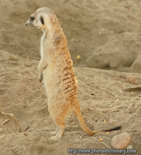 Meerkat Photopicture Definition At Photo Dictionary Meerkat Word