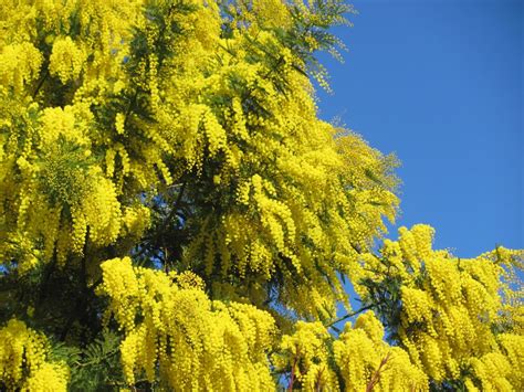 Very Fragrant Mimosa Tree In The South Of France It Is In Full Bloom