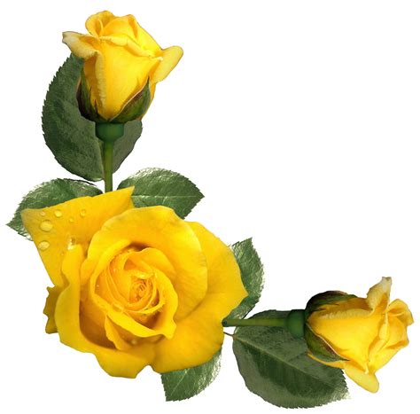 clipart yellow roses 20 free cliparts download images on clipground 2024