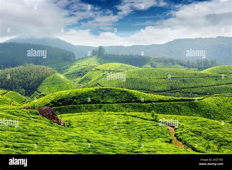 Tea Plantations India Stock Photo Alamy