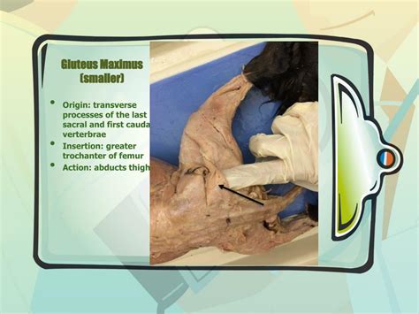 Ppt Cat Dissection Powerpoint Presentation Free Download Id2313286