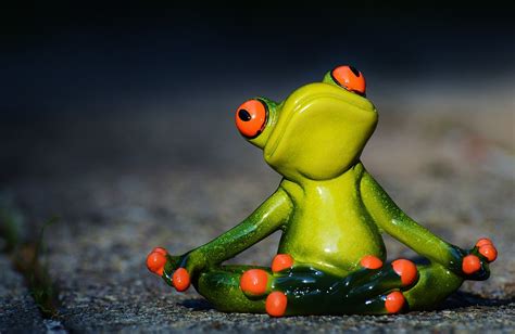 Yoga Frog Relaxed Free Photo On Pixabay