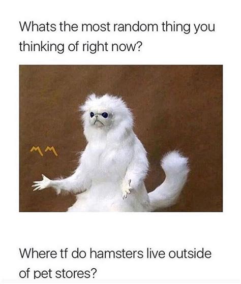 Hamster Stupid Funny Memes Funny Relatable Memes Funny
