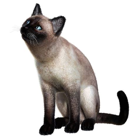 3d Siamese Cat Stock Illustrations 60 3d Siamese Cat Stock