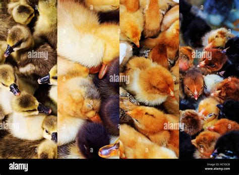 Collage Of Photographs Of Little Chickens Ducks And Geesefarm Birds