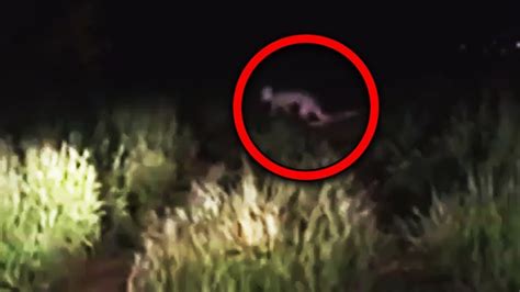 Top 10 Most Scary Creatures Accidentally Caught On Tape Youtube