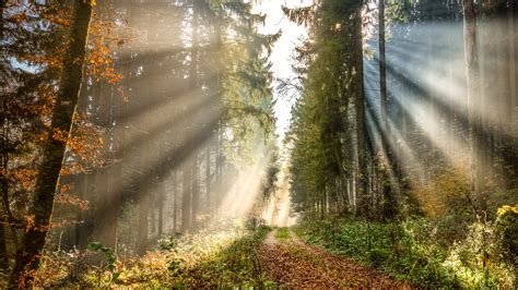 Rays Of The Sun In The Fall Forest Wallpaper Backiee