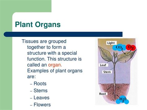 Ppt Plant Tissues And Organs Powerpoint Presentation Id5531107
