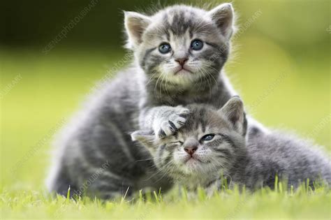 Domestic Cat Kittens Playing In Garden Stock Image C0416994