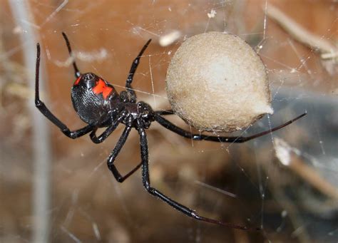 When they do bite it is the female most of the time. File:Black Widow Spider 07-04-20.jpg
