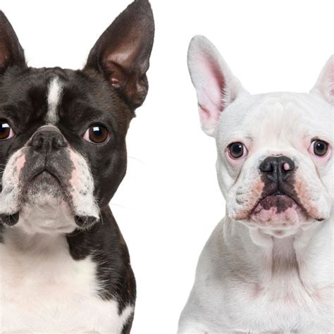 Boston Terrier Vs French Bulldog Whats The Difference