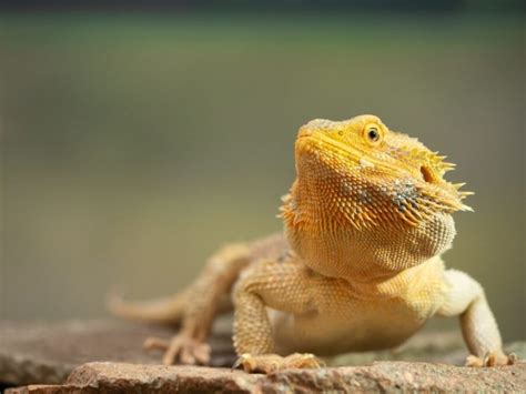 25 Best Pet Lizards You Need To See Beginner Friendly
