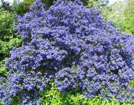 Corydalis flexuosa china blue blue flowers garden plant stock. ceanothus in flower. evergreen. grow in any soil. hardiest ...