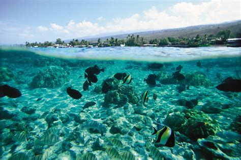 Underwater View Of Tropical Fish And Coral Garden In Kahaluu Bay On The