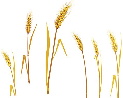 Wheat Png Image Purepng Free Transparent Cc0 Png Image Library