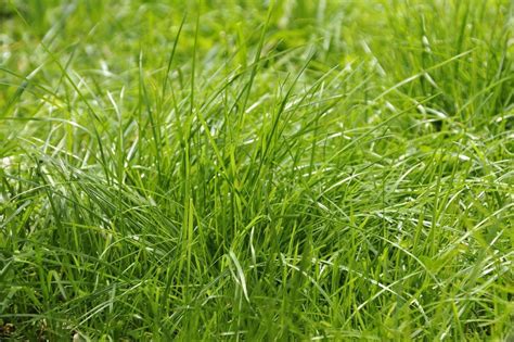 Tall Fescue Vs Kentucky Bluegrass Which Is Better To Choose