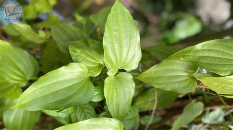 Bách Bộ Stemona Tuberosa Lour Stemonaceae