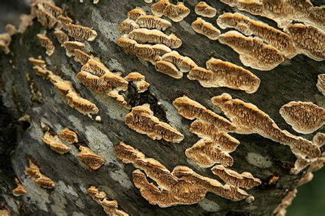Shrub Fungus Identification Garden Design Ideas