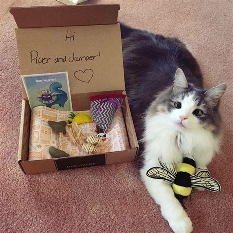 Ready to get your cat all riled up? meowbox - A monthly cat subscription box filled with fun ...