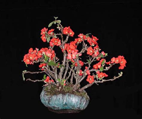 Top Chinese Quince Bonsai Care  Hobby Plan