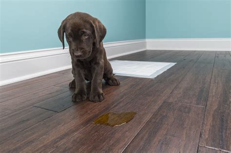 Otherwise i get too much dust in my computer (i do clean them at least once a year, usually twice to remove dust). How to Get Rid of Dog Pee Smell on a Wood Floor | Hunker