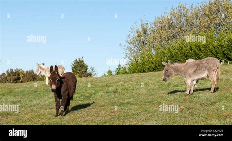 Difference One Brown Donkey In Field With Two Grey Donkeys Stock Photo