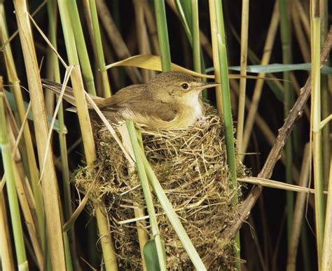 How To Identify Bird Nests Identifying Birds Birds Reed Warbler