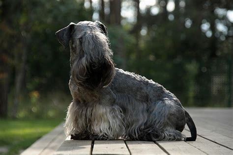 Cesky Terrier Terrier Breeds American Staffordshire
