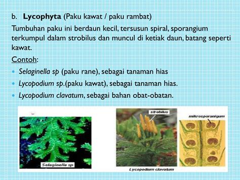 Ppt Tumbuhan Paku Pteridophyta Powerpoint Presentation Free