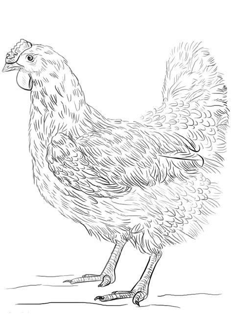 Chicken Coloring Pages To Print For Kids And Adults 101 Coloring