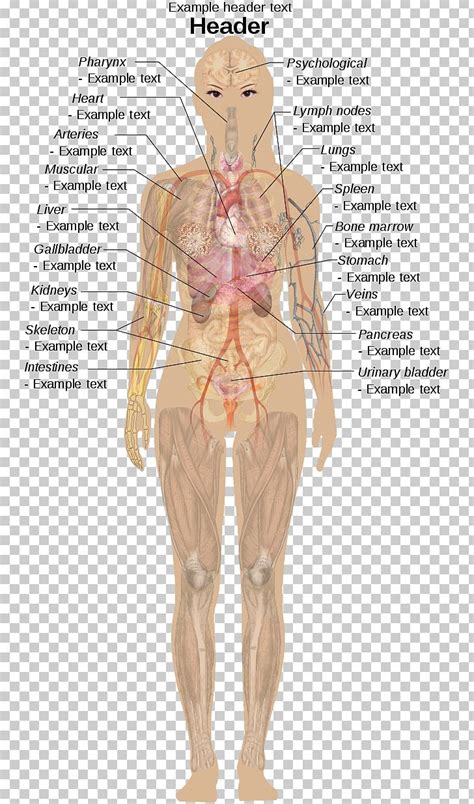 Internal Organs Of The Human Body Anatomical Chart Anatomy Appendix Png