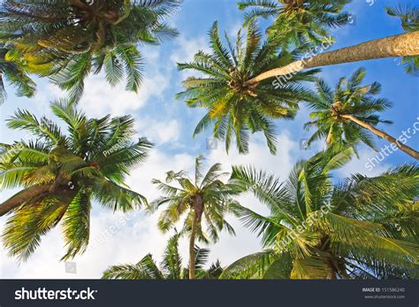 Coconut Palm Trees Perspective View Stock Photo 151586240 Shutterstock