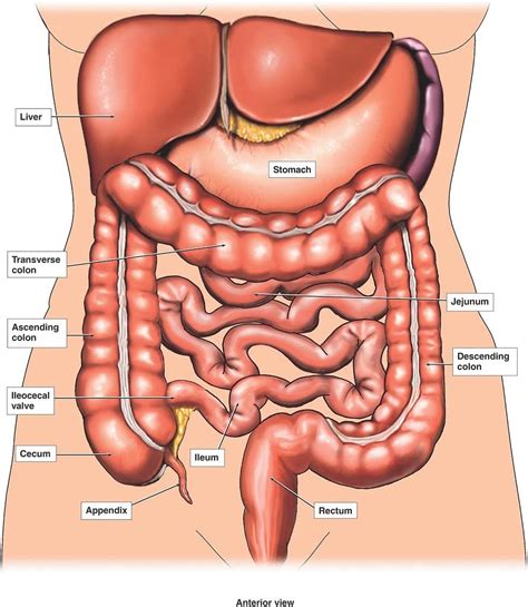 Laminated 24x27 Poster Anatomy Of The Abdomen Organs Human
