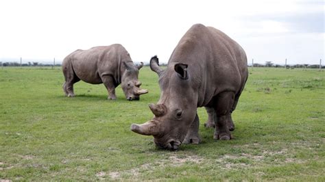 Scientists Are Trying To Save A Rhino Species With Only Two Females