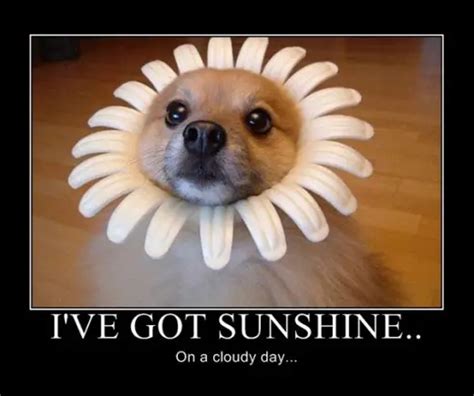 Ive Got Sunshine Funny Animals Funny Cats Funny Dogs Funny Pets