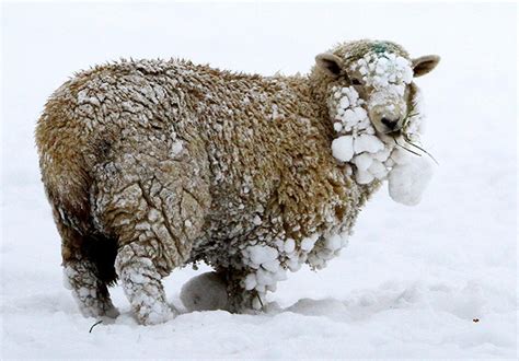 Snow Sheep Farm Animals Cute Animals Jacob Sheep Wheaton Terrier