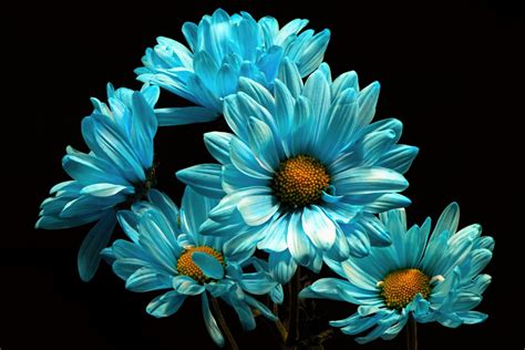 Blue Daisies Hd Wallpaper Background Image 2560x1707