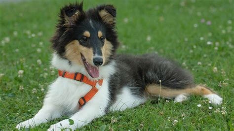 What Is The Small Collie Dog Breed Our Deer