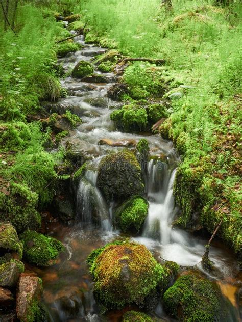 Flowing Water In Small Creek Stock Image Image Of Forest Fresh