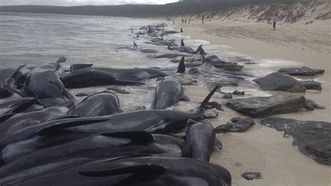 Nearly 150 Beached Whales Die After Mass Stranding In Australia