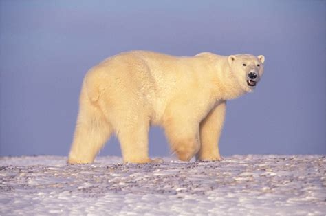 Polar Bear In Arctic Alaska A Wary Bear Checks Out The Pho Flickr