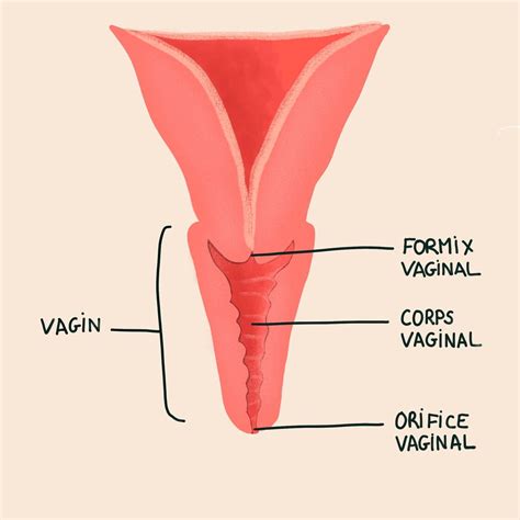 Anatomia Vaginale Sexiezpicz Web Porn
